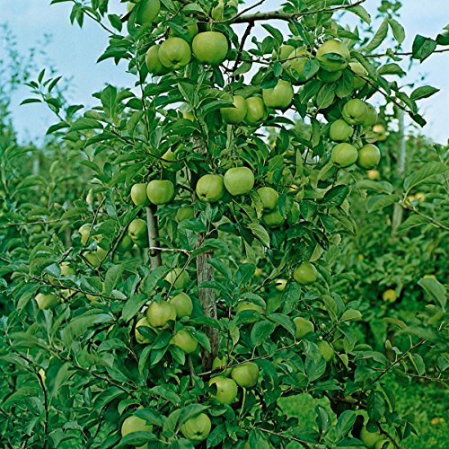 Apfel Granny Smith Compact, Busch, 1 Pflanze