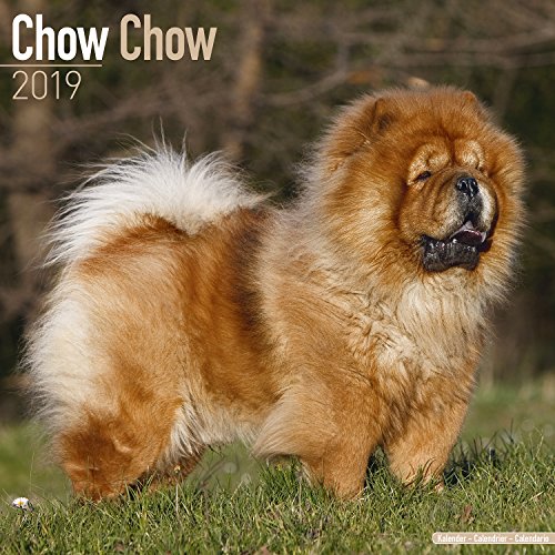 buy chow chow