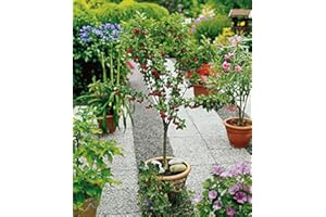 BAKKER Ciliegio colonnare Compact Stella -cad.-Arbusti