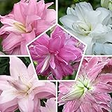 10 Orientalisch Lotus Lilien Zwiebeln Kollektion, 5 duftend Sorten, 2 von jeder Farbe, Mehrjährig und Winterhart Blumenzwiebe