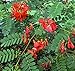 Produktbild PLAT FIRM GERMINATIONSAMEN: Scarlett Wisteria Mimosa RED 15 Seeds Awesome Einzigartiges Sesbania puna