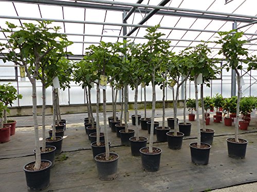 Feigenbaum Stamm 10-15 cm, Ficus Carica winterhart 160-180 cm - 2