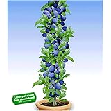 BALDUR Garten Säulen-Pflaumen 'Black Amber', 1 Pflanze, Prunus domestica Säulenobst winterhart Zwergobstbaum