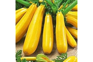 Saterkali Semi di zucchine, 200 pezzi di zucca estiva gialla, semi di zucchine, pianta nutriente per orto Semi Di Zucchine