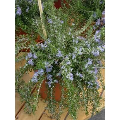 Suchergebnis auf Amazon.de für: hängende - Blumen & Pflanzen: Garten