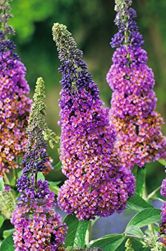 Sommer-Flieder 'Flower Power' (Buddleja Davidii) - Mehrfarbiger Schmetterlingsflieder von Garten Schlüter