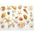 Scroll Store Sea Shell for Aquarium, Crafts, vase fillers | Multipurpose Mixed sea Shell (500 gram)