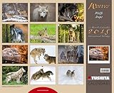 Image de Wolves 2015 Decor Calendar