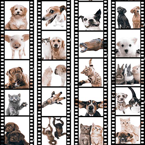 murando Papel Pintado PURO 10m Fotomurales tejido no tejido rollo Decoración de Pared decorativos Murales XXL moderna de Diseno Fotográfico Animal Gato Perro Caballo Cerdo Conejo g-C-0026-j-b