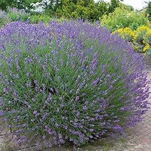 Stauden Echter Lavendel, Lavandula angustifolia, 6