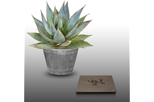 LE GRENIER D'ABONDANCE LES GRAINES QUI DONNENT ENVIE 25 graines à semer - Le Grenier d'Abondance - AGAVE HAVARDIANA - Plante Succulente