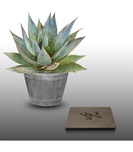 Hoe kun je een Strelitzia (Paradijsvogelbloem) bevruchten? | La Palmeraie