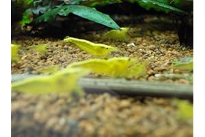 Shrimpfarm-Frankfurt Yellow Fire Neonstripe Garnele 10 Stück