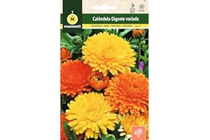 M MASCARELL SEMILLAS DESDE 1920 Mascarell Semillas, CALENDULA GIGANTE VARIADA, Semillas Caléndula Gigante, Colores Variados Amarillos y Naranjas, Altura 20-50 Cm, Semillas de Flores Exterior para Decoración, 3 Gramos