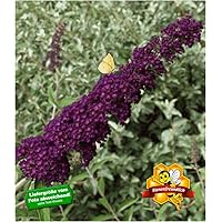BALDUR-Garten Sommerflieder"Nanho Purple" Schmetterlingsflieder Tricolor, 1 Pflanze Buddleja, Schmetterlingsstrauch…