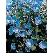 Semi Di Ipomea Blu - Pack Da 50 Semi Per Fiori Decorativi - Foto 5