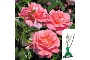 HARRINGTONS ROSES 1 x Rosa Fragrant Delight – Floribunda Rose - Lush Pink Blooms - Sweet Fragrance for a Vibrant Garden - When Only The Best Will Do - Top Grade “A” Roses