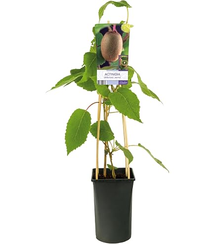 Kiwi Jenny ca. 30 cm - Actinidia chinensis Jenny - Selbstfruchtend, Robuste  Kiwi-Pflanze fr Balkon und Garten - Perfekt fr Heimzucht, Hohe Ertrge,  Winterhart und Aromatisch : Amazon.de: Garten