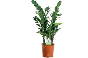 GardenersDream Zamioculca Zamiifolia - Live Air Purifying Indoor Plants for Home and Office (30-40 cm)