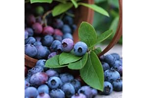 FOGCROLL 100 Pièces Graines de Myrtille, Graines de Fruits de Myrtilles, Faciles à Planter, Rendement Élevé, Semences de Myrtilles à Planter pour Jardin et Balcon