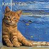 Katzen T&C 2016 by
