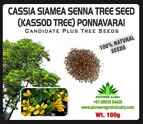 Bokashi Bran Cassia Siamea Senna Seeds Ponnavarai (100 g Pack)