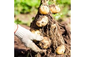 WJKWY-Q Plantes De Pommes De Terre Graines De Pommes De Terre Plantes De Légumes D'hiver Plantes De Légumes Balcons Historiques Plantes Exotiques Plantes De Légumes Rustiques Pots De Plantation 50pièces