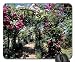 Produktbild Rose covered pergolas Mouse Pad, Mousepad (Flowers Mouse Pad)
