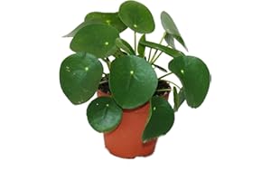 Pilea Peperomioides - Lefse Plant - Chinesise Money Tree - Belly Button Plant in a 11cm pot