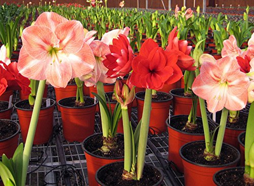 2016 Hippeastrum Zwiebeln Bonsai amaryllis Samen barbados Lilie DIY Hausgarten Lilie eingetopft Samen Bonsai Balkonblume 100pcs / bag - 3