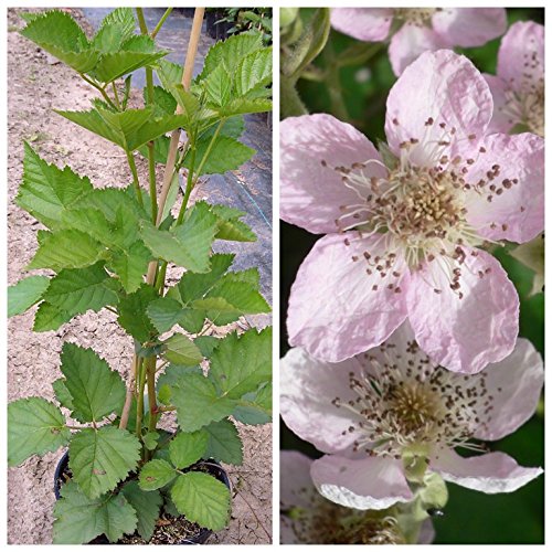 Loch Ness (R), Brombeere, stachellos, ca. 40 – 60 cm hoch, im 2 Liter Topf - 2