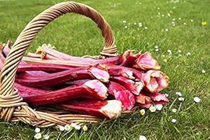 LEGUTKO Semillas de ruibarbo Lider - Rheum rhaponticum