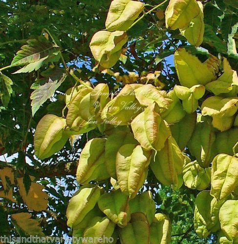 Koelreuteria Paniculata Golden Rain Tree Seeds Yellow Flower Clusters Purple Pod