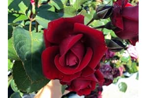 GARTENCENTER BARTELS Kletterrose Sympathie ® Containerrosen im großen 7,5 Liter Topf