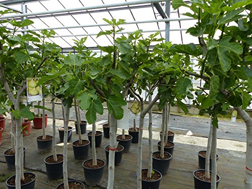 Feigenbaum Stamm 10-15 cm, Ficus Carica winterhart 160-180 cm - 4