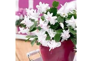 ACQUA TOWER GROWING SYSTEMS Christmas Cactus - Collection - White 'Malissa Dancer' + Pink 'Exotic Dancer' - 2 x Full Plants in 13cm Pots - Cactus - Cactus Plants - Christmas Cactus Plants - Premium Quality Plants