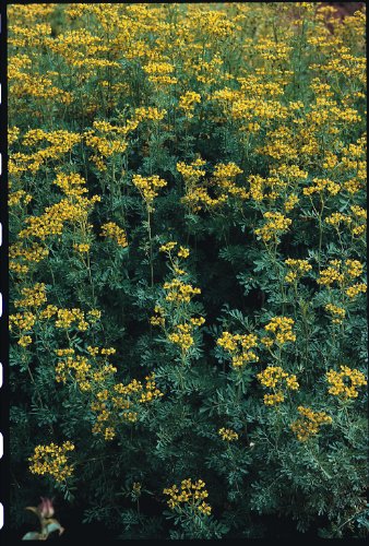 Just Seed Saatgut, Weinraute / Ruta graveolens, 200 Samen