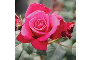 Red Roses Bush Garden Patio Plant, Charisma, 1 x Hybrid Tea Rose Bush Bare Root by Thompson & Morgan