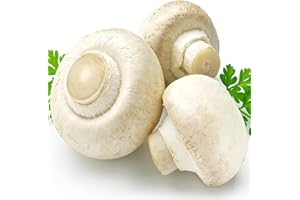 Luojuny Graines de champignons blancs, 100 pièces/sac de graines de champignons blancs spores nutritives productives engendrent des semis de légumes viables pour le jardin Graines de champignons bl
