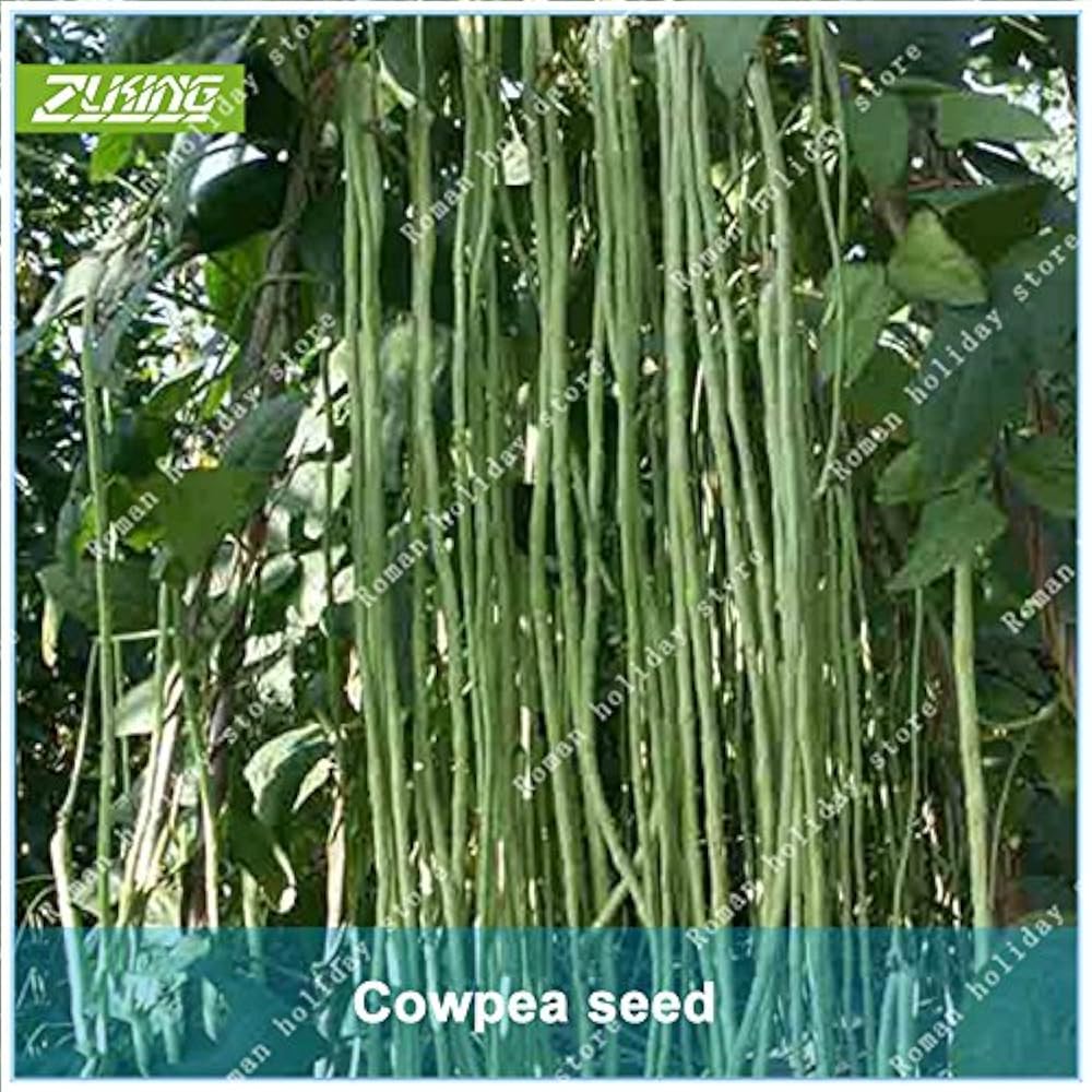 Купить Семена Вигны В Интернет Магазине