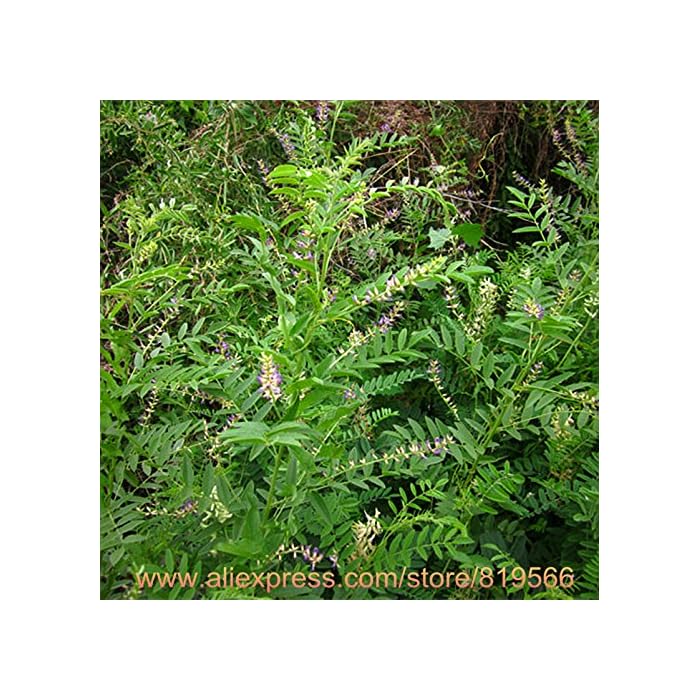 Buy Real Chinese Licorice Root Seeds Herbal Liquorice Bonsai