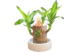 JIJIRUDU Brazilian Lucky Wood Pflanze 2024 Mini Brazil Glücksholz Lucky Wood Indoor Büro Desk Brasilian Wood Pflanzenstumpf Brasilianische Holz Hydrokulturpflanze Desktop-Pflanze (Orange, One Size)