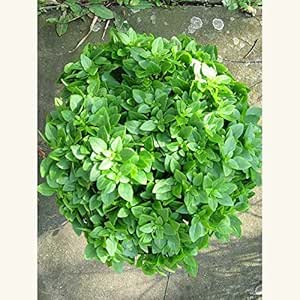 Basil Minte Herb 50 Seeds X 100 Kitchen Garden Packets By Raunak Seeds Delhi Amazon In Home Kitchen