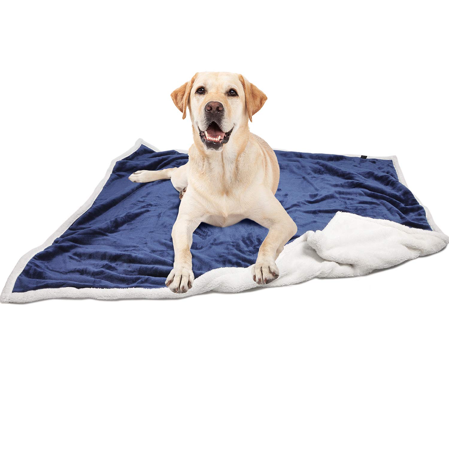 dog plush blanket