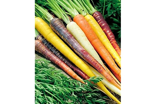 400 + RAINBOW MELANGE CAROTTES Tous les 5 couleurs naturelles non Ogm Graines bio Haute gastronomie