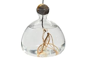 GENERIC Vase en Verre pour Avocat, Kit De Culture De Démarrage Sprout Hydroponique, Pot De Plante Transparent, Décor De Bureau À Domicile, Cadeaux De Jardinage