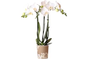 GARDENERSDREAM Orchid Phalaenopsis Kolibri Amabilis - Moth Orchid - Real Indoor Houseplant - Live Plant for Living Room, Bedroom, Office - Indoor Plant Decor (9cm Pot, 30-40cm)