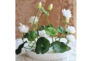 Haloppe 10 Stück Schüssel Lotusblumen Pflanzensamen für die Bepflanzung des Hausgartens, Schüssel Lotussamen Bonsai Pflanzen Hausgarten Hydrokulturpflanze Blumendekor Weiß