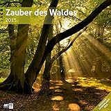 Image de Zauber des Waldes 30 x 30 cm 2015