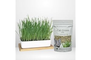 Cat Grass Seeds 150g + Luxury Ceramic Planter and Bamboo Wooden Base - 2 Item Bundle - Garden Lawncare Guy